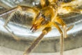 Sun spiders macro