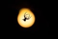 Scary spider at night in front of light bulb Royalty Free Stock Photo