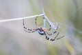 Scary spider sitting in a web waiting for prey Royalty Free Stock Photo