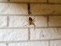 Scary spider watching the house Royalty Free Stock Photo