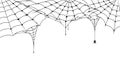 Scary spider web, Halloween festive background. Cobweb on white background with spider Royalty Free Stock Photo