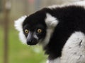 Scary Staring Lemur Royalty Free Stock Photo