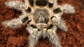 hairy tarantula waiting for its prey, macro photography. This horrific venemous spider is a dreadful predator Royalty Free Stock Photo