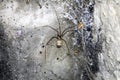 Scary Thick Spider Webs and Dead and Alive Spiders Close Up Royalty Free Stock Photo