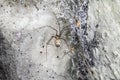 Scary Thick Spider Webs and Dead and Alive Spiders Close Up Royalty Free Stock Photo