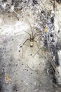 Scary Thick Spider Webs and Dead and Alive Spiders Close Up