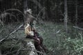 Scarecrow sitting alone on a tree trunk