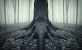 Scary tree with big roots in a forest with fog