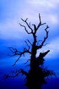 Scary Tree On The Blue Sky