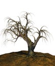 Scary tree Royalty Free Stock Photo