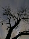 Scary tree at night Royalty Free Stock Photo