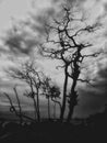 SCARY TREE SILHOUETTE Royalty Free Stock Photo