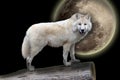 Scary white wolf in the night