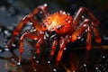 Scary wild spider sits in water on dark background, macro view