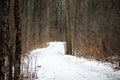 Scary winter woods trail creepy trees in Michigan Royalty Free Stock Photo