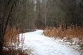 Scary winter woods trail creepy trees in Michigan