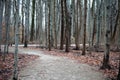 Scary winter woods trail creepy trees in Michigan