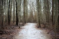 Scary winter woods trail creepy trees in Michigan Royalty Free Stock Photo