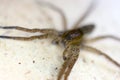 Scary wolf spider head and eight eyes close up