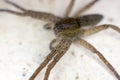 Scary wolf spider head and eight eyes close up