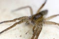 Scary wolf spider head and eight eyes close up