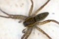 Scary wolf spider head and eight eyes close up