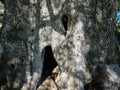 Scary wood Face in old olive tree trunk bark texture,halloween background