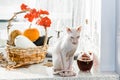 Scary young don sphinx cat sitting on a windowsill in front of basket with pumpkins as autumn and Halloween concept