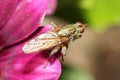 Scathophagidae, Muscoidea, dung fly