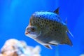 Scatophagus argus. Aquarian fish close up Royalty Free Stock Photo