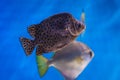 Scatophagus argus fish Royalty Free Stock Photo