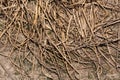 Scatter stalks straw on ground texture background