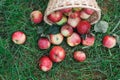 Scattered apples harvest on grass in garden Royalty Free Stock Photo