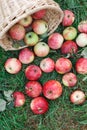 Scattered apples harvest on grass in garden Royalty Free Stock Photo