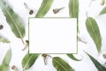 Scattered Australian gum leaves and gum nuts on white. Royalty Free Stock Photo