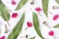 Scattered Australian theme of gum leaves, gum nuts and pink flowers. Royalty Free Stock Photo