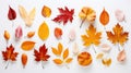 scattered autumn leaves on white