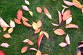 Scattered autumnal leaves on a short green grass. Royalty Free Stock Photo