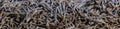 Scattered black tea close-up. panoramic view of dry tea leaves. Macro shot of tea brewing Royalty Free Stock Photo