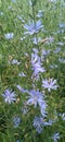 Blue chicory flowers on thin, tall stems