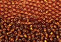 Scattered brown beads Royalty Free Stock Photo