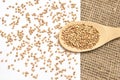 Scattered buckwheat grains. Healthy food. White background. Wooden spoon