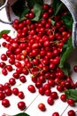 Scattered cherry from basket. Cherries in basket on white background. Healthy, summer fruit. Cherries. Close up.