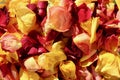 Dead yellow and red rose petals in autumn sunshine. Royalty Free Stock Photo