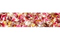 Scattered colored flower petals border on blurred background close up, delicate flowers petals soft focus frame Royalty Free Stock Photo