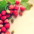 A scattered crop of wild strawberries. Red ripe berry on a light background. Diet Concept Food Light Banner Royalty Free Stock Photo