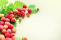 A scattered crop of wild strawberries. Red ripe berry on a light background. Diet Concept Food Light Banner Tinted. Royalty Free Stock Photo