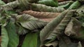 Scattered dried crystal guava leaves