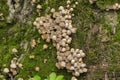 Scattered dung beetle, a mushroom of the Psatirella family, previously belonged to the dung family. Inedible due to the small size Royalty Free Stock Photo
