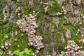 Scattered dung beetle, a mushroom of the Psatirella family, previously belonged to the dung family. Inedible due to the small size